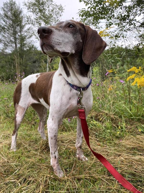 /images/uploads/southeast german shorthaired pointer rescue/segspcalendarcontest2021/entries/21999thumb.jpg